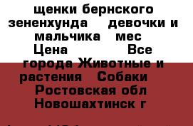 щенки бернского зененхунда. 2 девочки и 2 мальчика(2 мес.) › Цена ­ 22 000 - Все города Животные и растения » Собаки   . Ростовская обл.,Новошахтинск г.